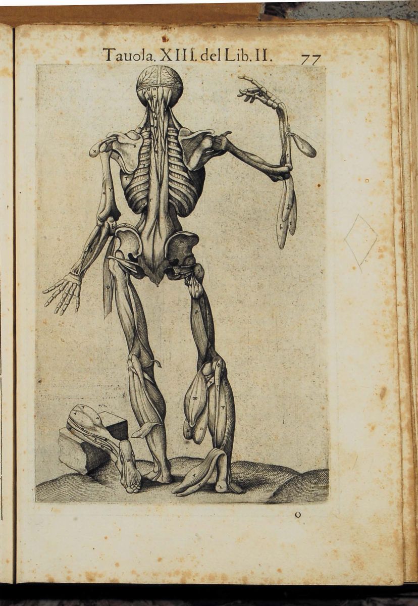 Edizioni del '500 - Medicina - Illustrati Valverde Juananatomia del Corpo Umano Composta per M. G...