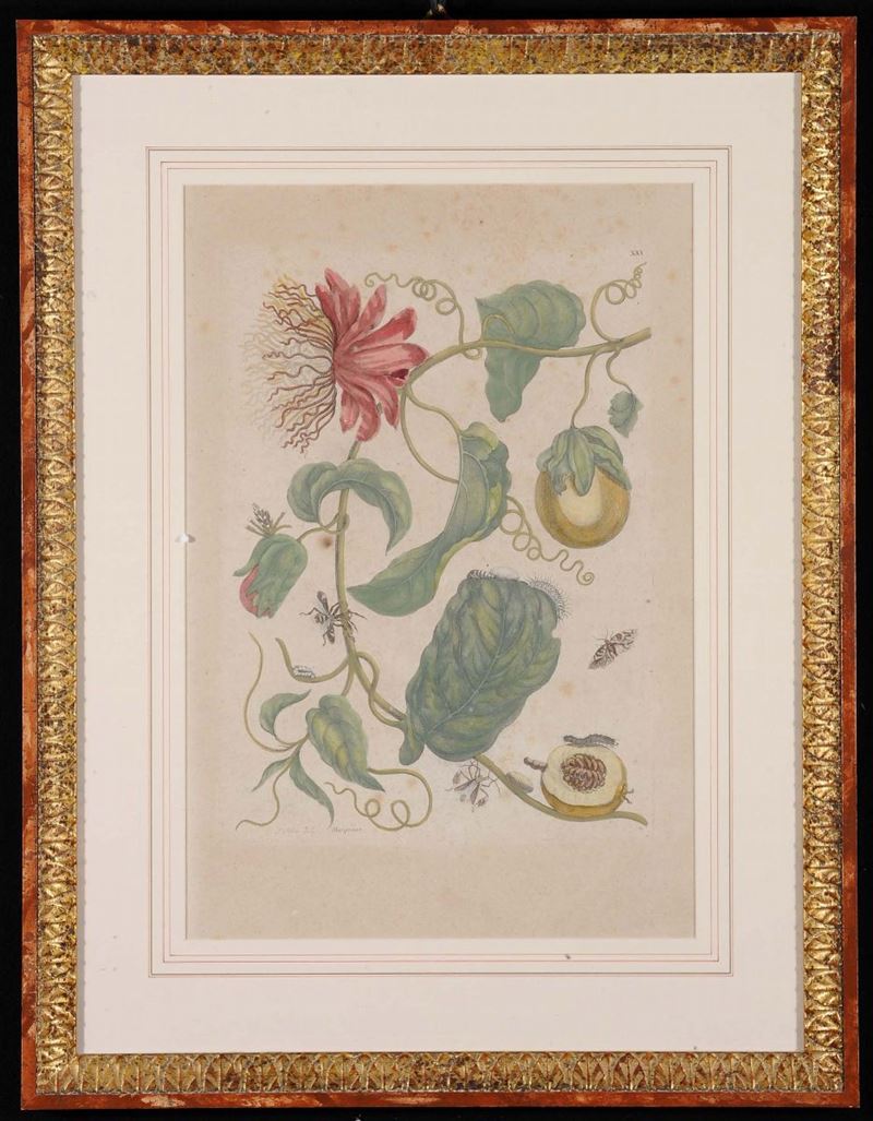 Stampa acquerellata a soggetto vegetale  - Auction Antiques and Old Masters - Cambi Casa d'Aste