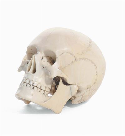 “memento Mori” in Avorio Realisticamente Scolpito a Forma di Teschio, XVIII-XIX Secolo