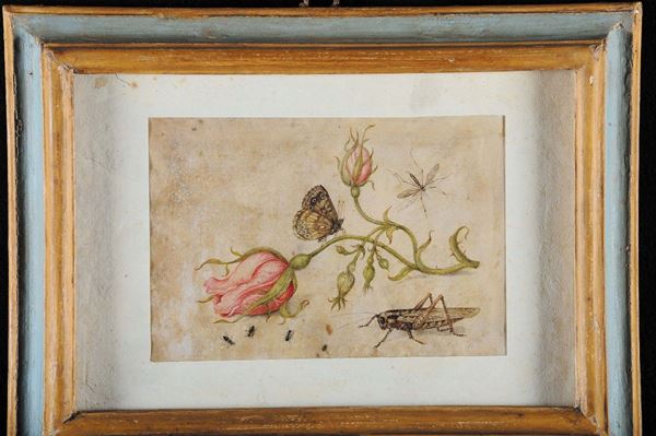 Anonimo del XVIII secolo Rosa e insetti