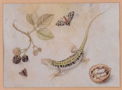 Ignoto Miniatore Tedescolucertola e Noci