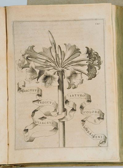 Ferrari, Gio. Battistaflora Overo Cultura dei Fiori