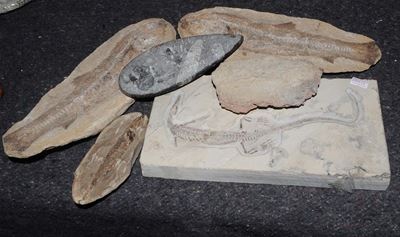 Lotto di Sei Fossili