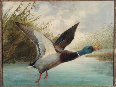 Anonimo del XIX Secologermano in Volo