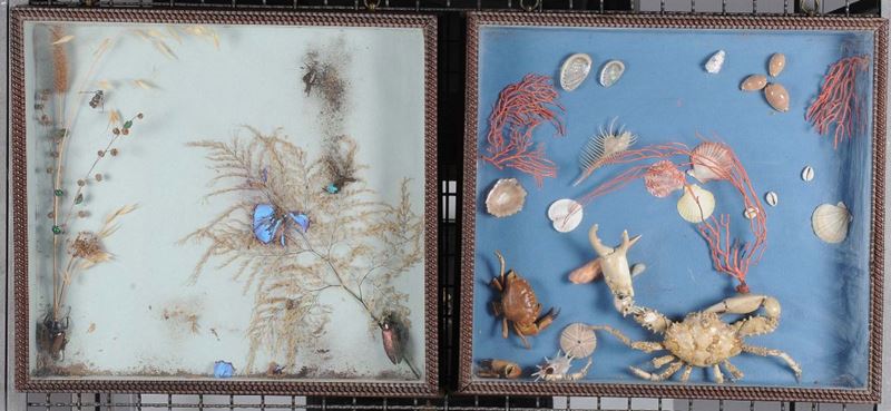 Coppia di bacheche contenenti elementi marini e insetti  - Auction An important Genoese Heritage - I - Cambi Casa d'Aste