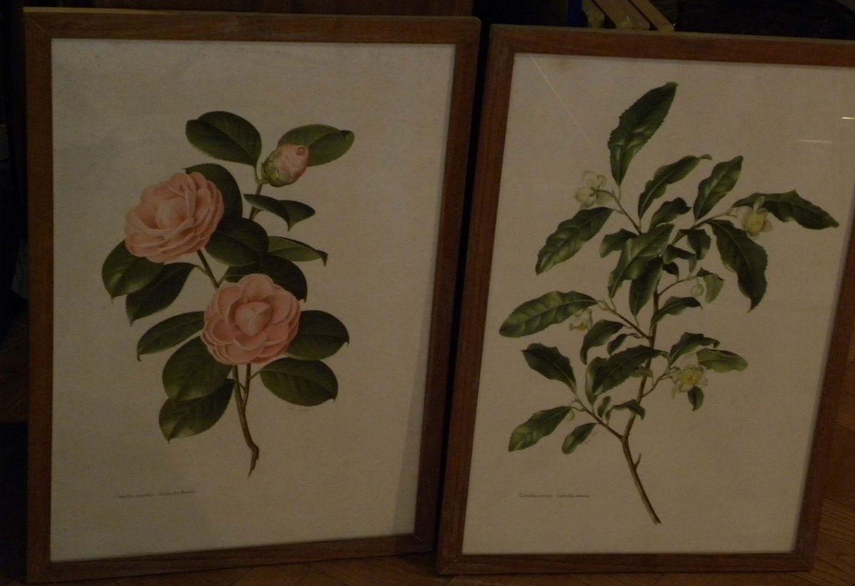 Lotto di Sei Stampe con Fiori