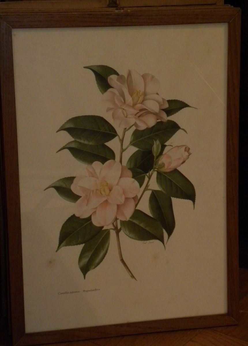 Lotto di Sei Stampe con Fiori