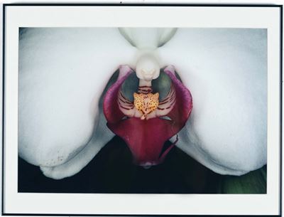 Araki Nobuyoshi (1949)“flower Rondeau”, 1997/2006