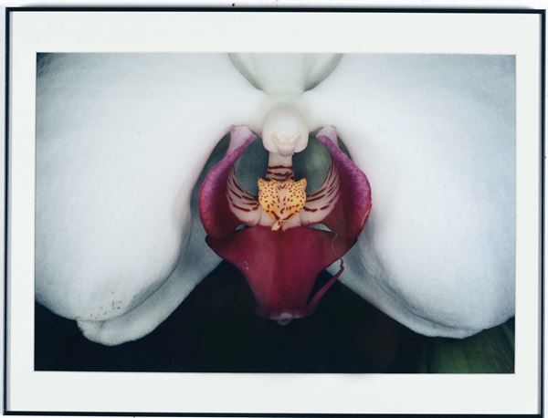 Araki Nobuyoshi  (1949) “Flower Rondeau”, 1997/2006