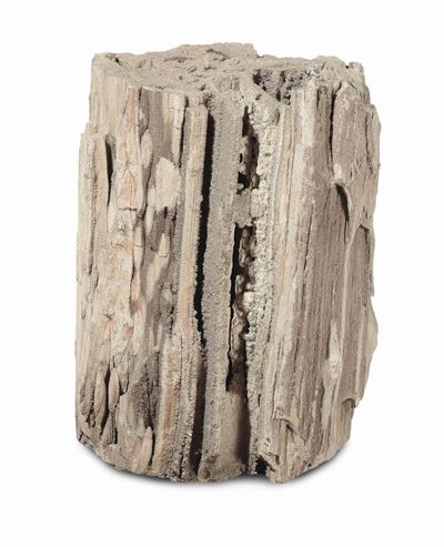 Tronco Fossile di Cipresso Lagunare Fossilizzato, Epoca Paleocene 59-55 Milioni di Anni