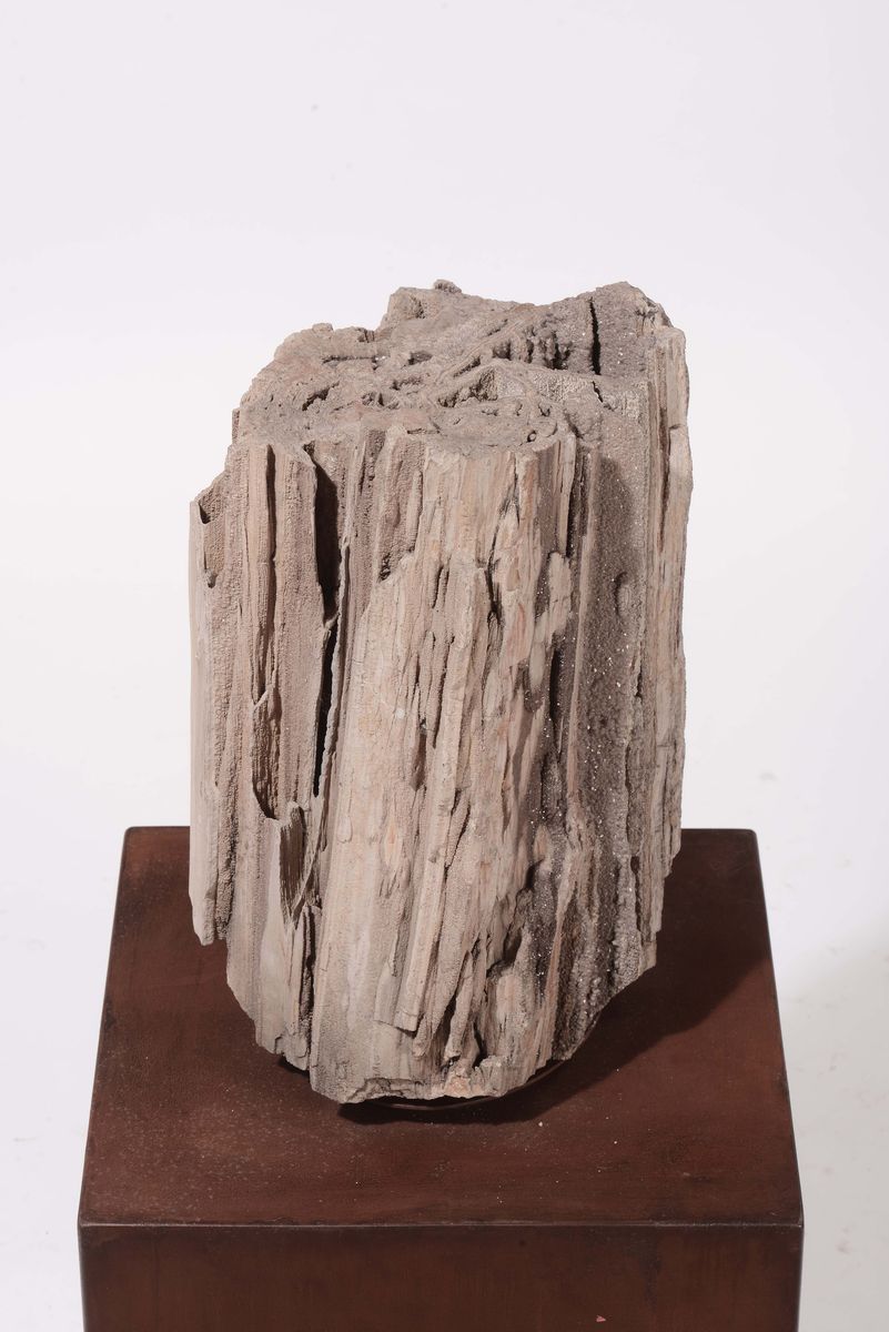 Tronco Fossile di Cipresso Lagunare Fossilizzato, Epoca Paleocene 59-55 Milioni di Anni