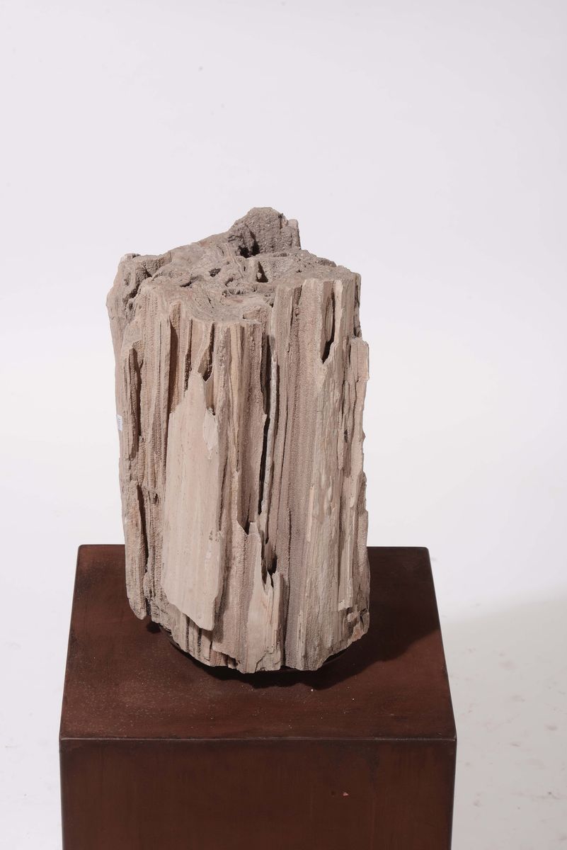 Tronco Fossile di Cipresso Lagunare Fossilizzato, Epoca Paleocene 59-55 Milioni di Anni