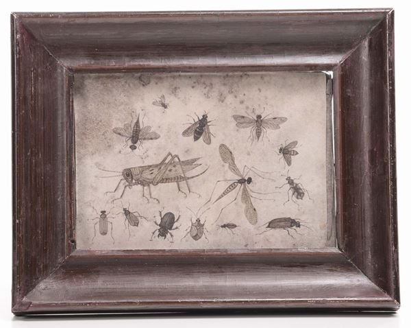 Pergamena dipinta con insetti, XVIII secolo