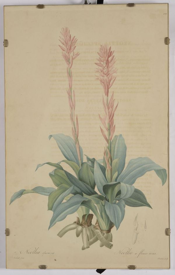 Lotto di due stampe floreali