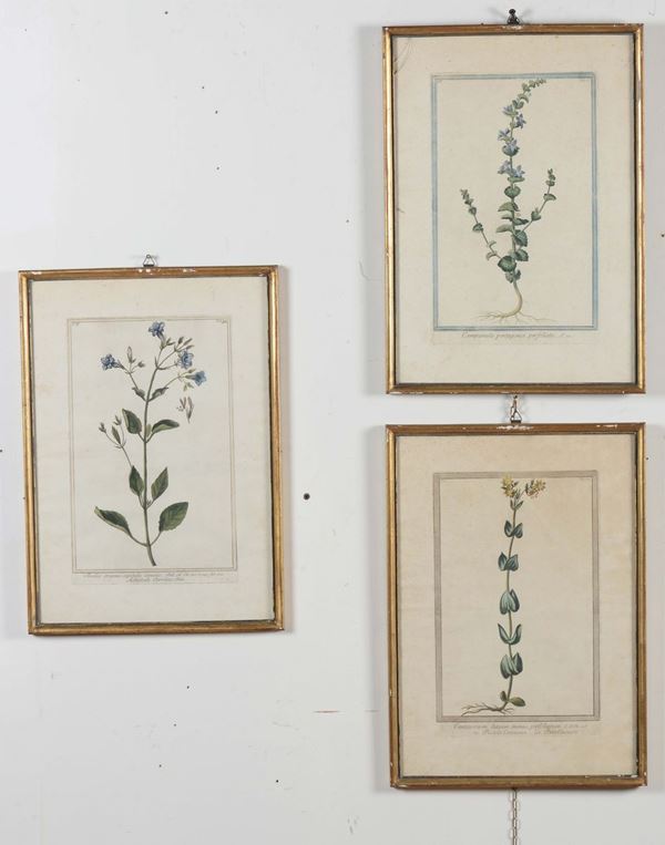 Lotto di cinque stampe a soggetto floreale