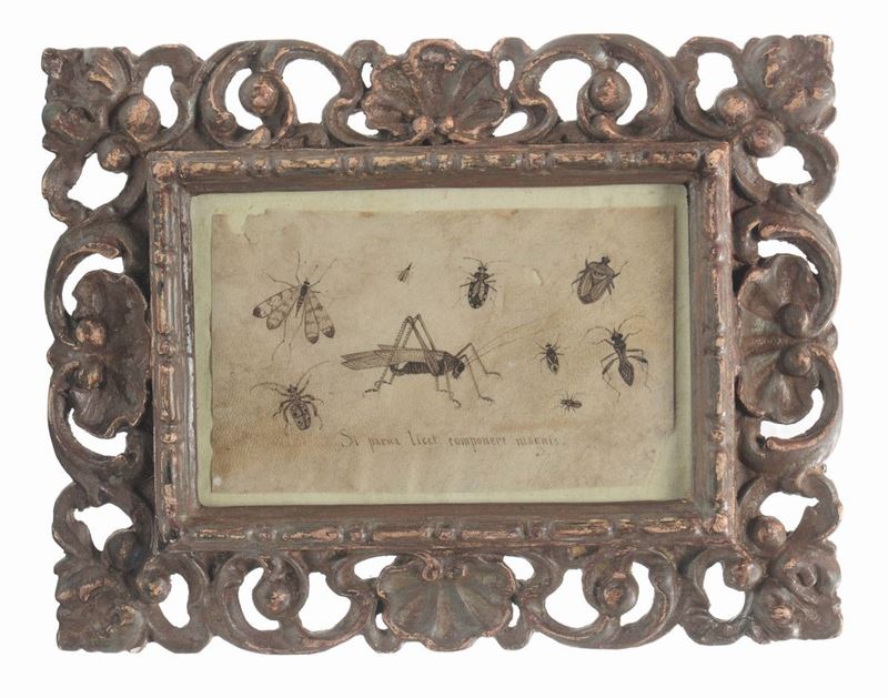 Ignoto Miniatore Italiano Studio di insetti  - Asta Arredi dalle dimore degli eredi Ercole Marelli e altre provenienze - Cambi Casa d'Aste
