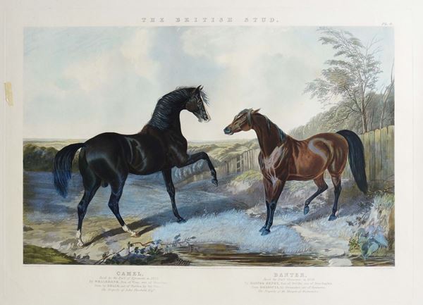 Coppia di stampe raffiguranti cavalli, Inghilterra XX secolo