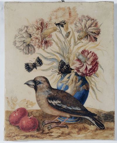 Suor Teresa Berenice Vitelli (attiva a Firenze nel 1706-1729)frosone con Vaso di Fiori e Ciliegie