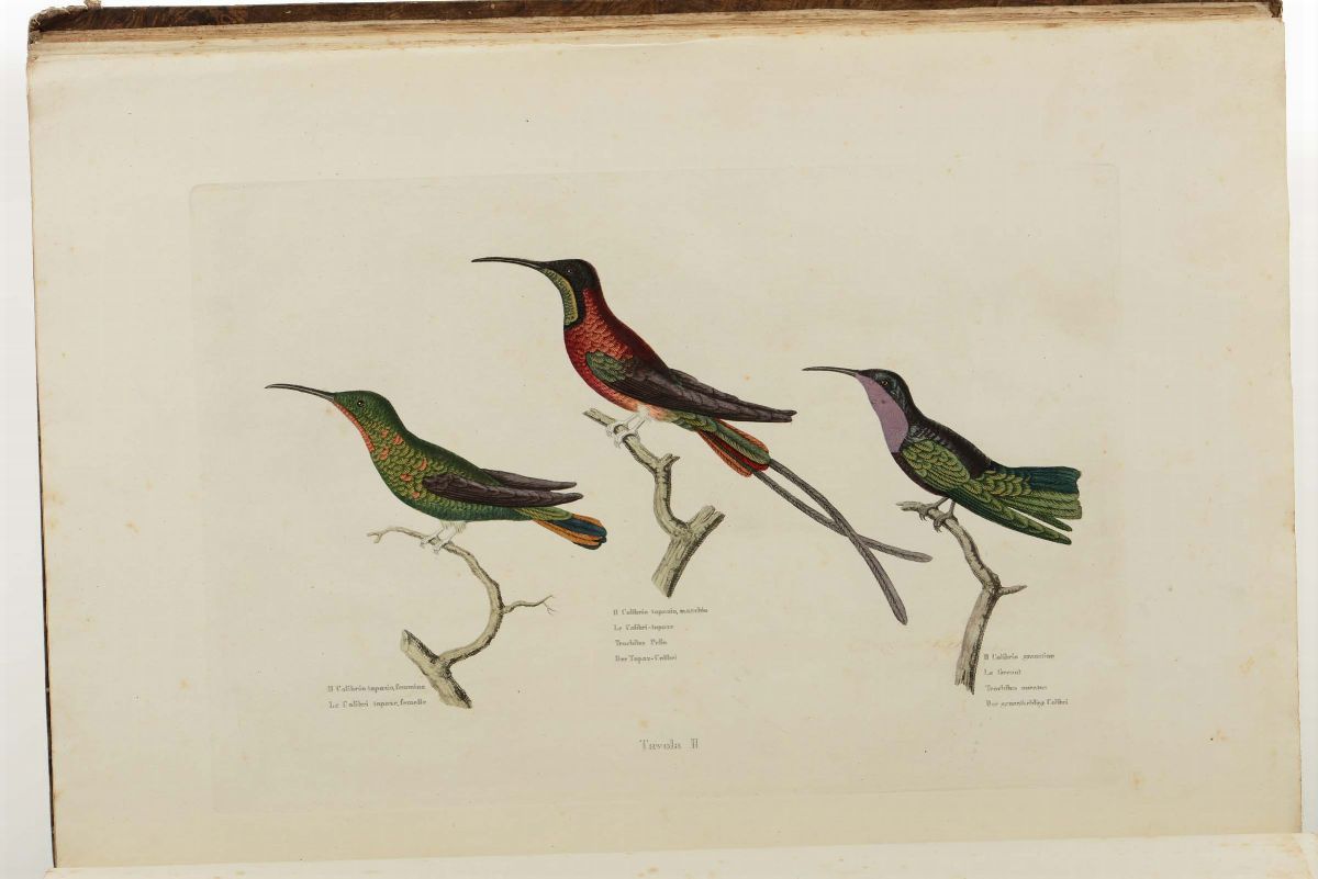 Audebert, G.b., Vieillot, L.p.storia Naturale Generale dei Colibri, degli Uccelli Mosca, delle Ga...