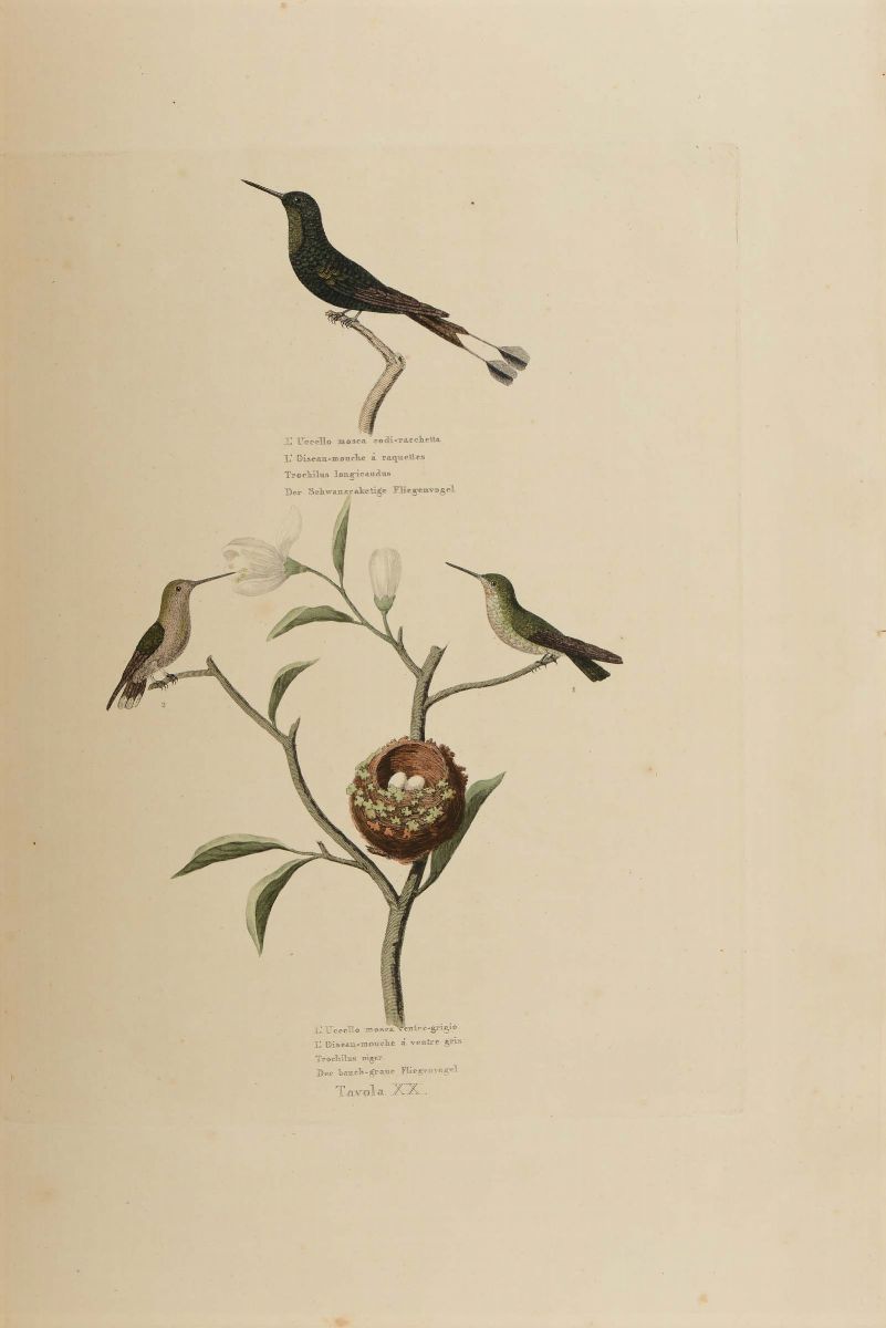 Audebert, G.b., Vieillot, L.p.storia Naturale Generale dei Colibri, degli Uccelli Mosca, delle Ga...
