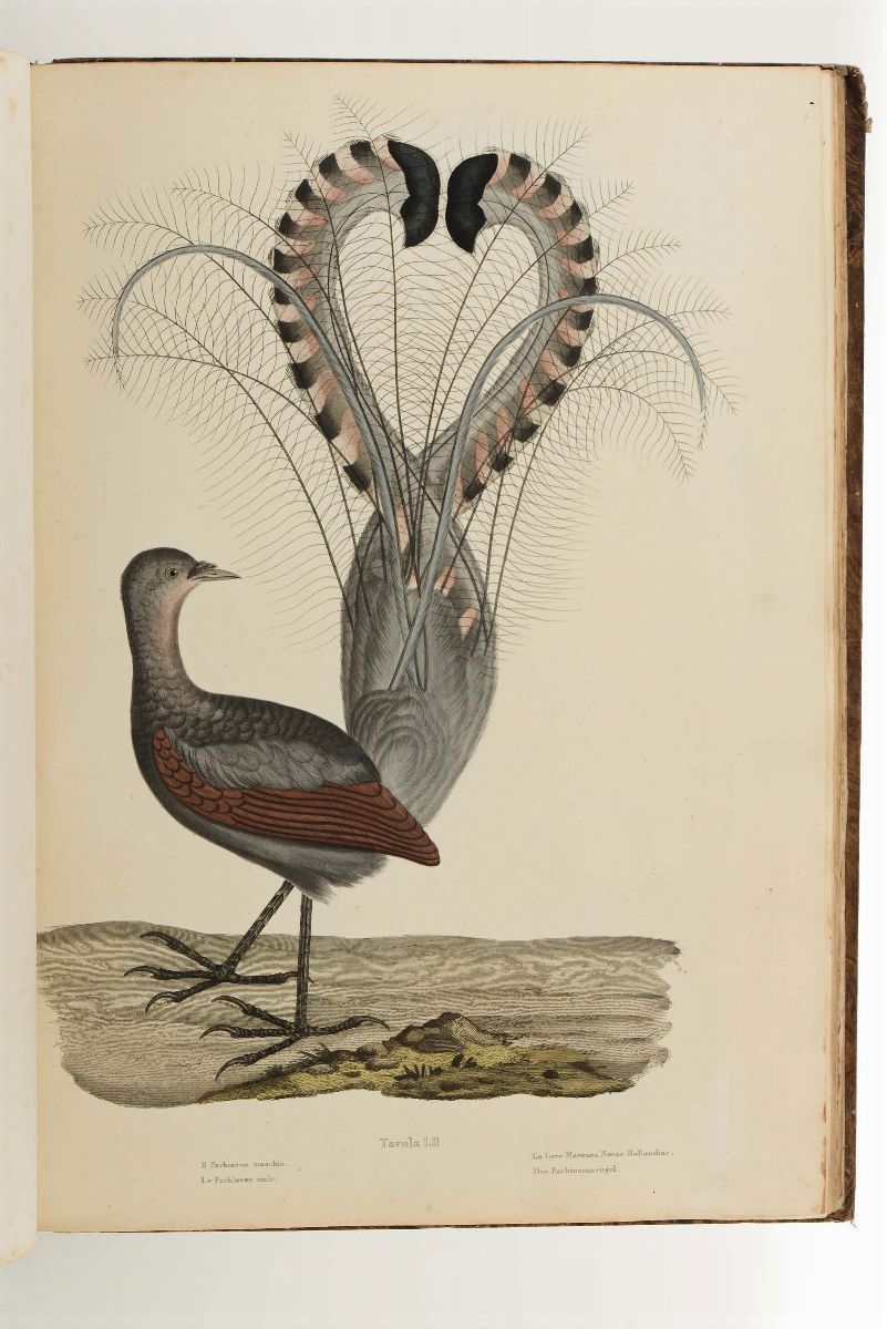 Audebert, G.b., Vieillot, L.p.storia Naturale Generale dei Colibri, degli Uccelli Mosca, delle Ga...