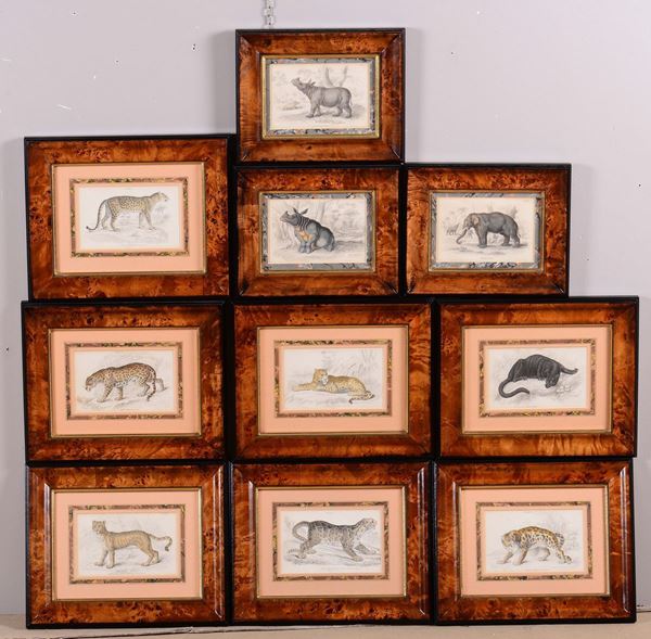 Lotto di stampe raffiguranti ghepardi, elefanti, rinoceronti