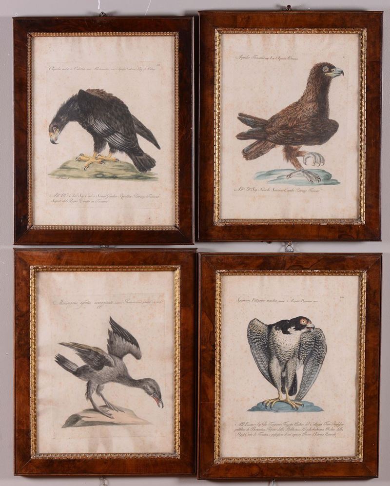 Quattro stampe raffiguranti rapaci, XIX secolo  - Asta Asta a Tempo Antiquariato - Cambi Casa d'Aste