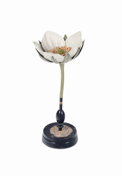 Modello di Fiore in Papier Machè Tipo Fragaria Rosaceae, Paravia, 1900 Circa