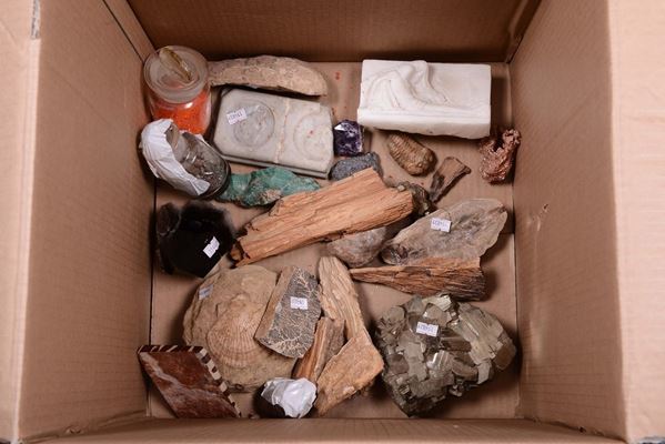 Collezione di minerali e fossili