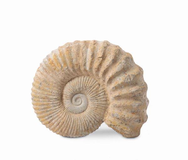 Grande ammonite fossile