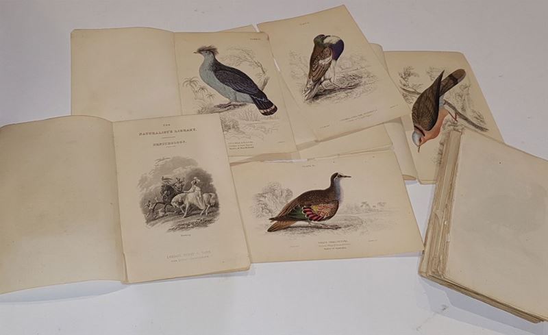 Lotto di 78 stampe a colori raffiguranti uccelli  - Asta Libri Antichi e Rari - Cambi Casa d'Aste