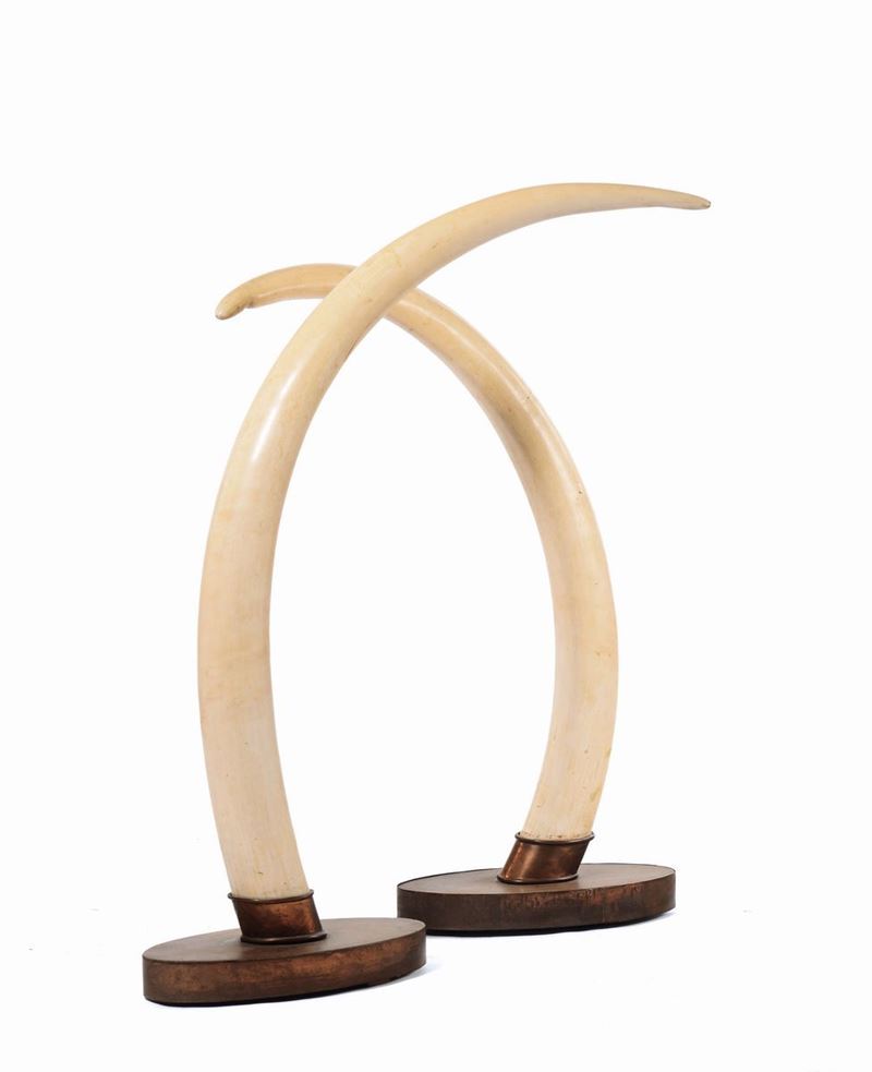 Coppia di zanne di elefante africano naturali  - Asta Antiquariato - Cambi Casa d'Aste