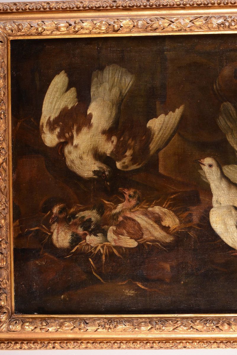 Giovanni Agostino Cassana (genova 1658-1720)colombe