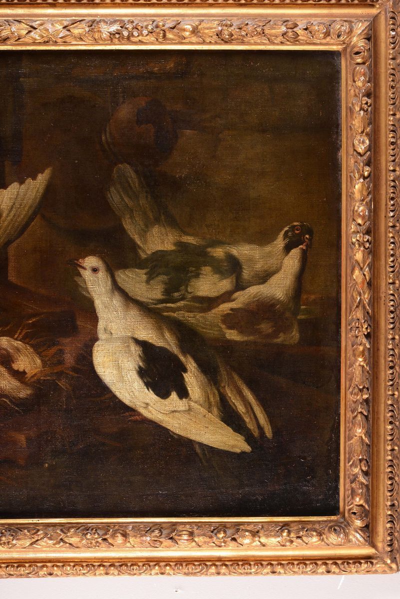 Giovanni Agostino Cassana (genova 1658-1720)colombe