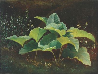 Benedetto Musso (1835-1883)piante Acquatiche