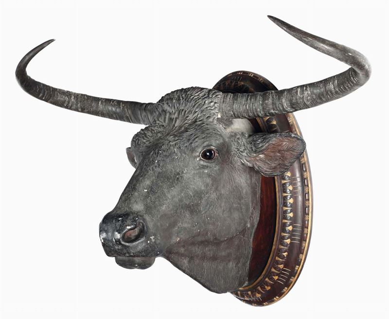 Testa in cartapesta raffigurante bufalo maremmano (?), Italia centro meridionale, XIX-XX secolo  - Asta Antiquariato - II - Cambi Casa d'Aste