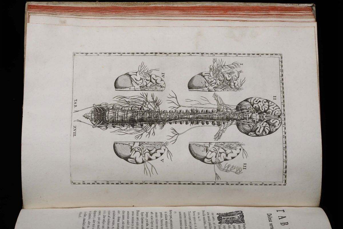Eustachio, Bartolomeoanatomici Summi Romanae Archetypae Tabulae Anatomicae..., Roma, Pauli Junchi...
