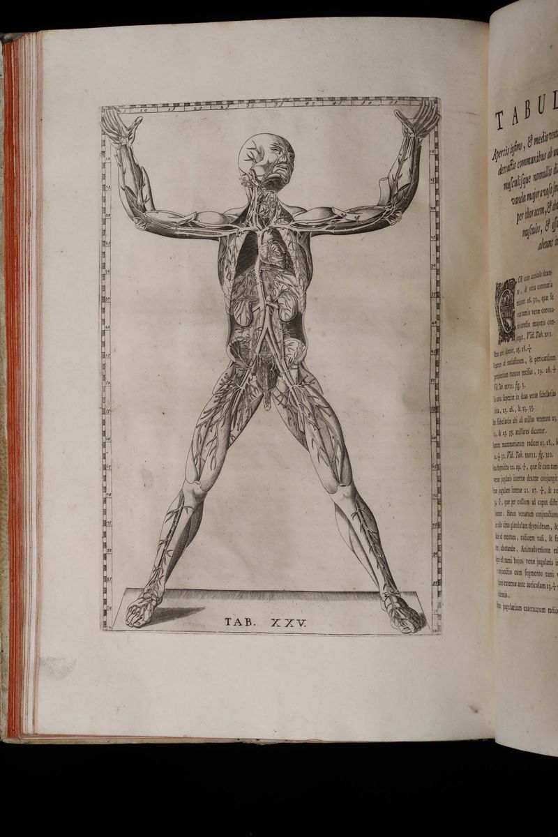 Eustachio, Bartolomeoanatomici Summi Romanae Archetypae Tabulae Anatomicae..., Roma, Pauli Junchi...