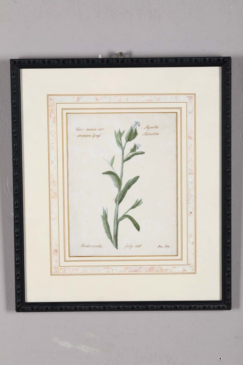 Disegno raffigurante studio di botanica per una Mysitis Palustris. Datato 1836  - Auction Fine Art - Cambi Casa d'Aste