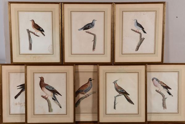 Dodici stampe acquerellate raffiguranti colombe e uccelli vari, XIX secolo