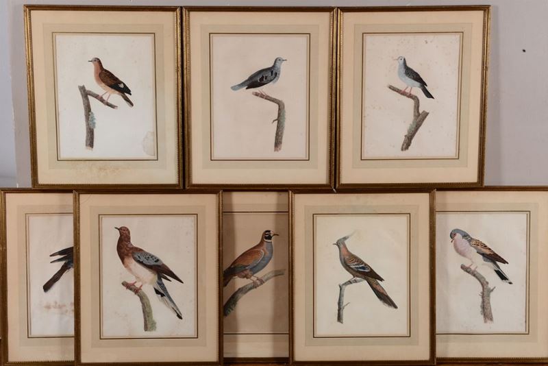Dodici stampe acquerellate raffiguranti colombe e uccelli vari, XIX secolo  - Asta Asta a Tempo Stampe - II - Cambi Casa d'Aste