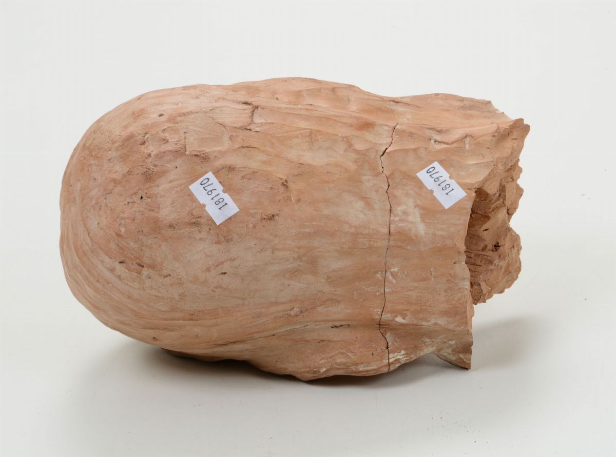 Testa Femminile in Terracotta. Plasticatore del XIX Secolo