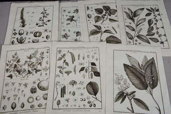 Gruppo di 39 stampe di botanica tratte dall’Histoire Naturelle”, firmate T.E.Deseve del. , Benard Direxit (39), XVIII secolo