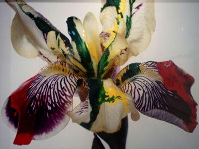 Nobuyoshi Araki (1940)s.t., 2008