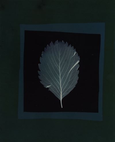 Nino Migliori (1926)da Herbarium, 1974