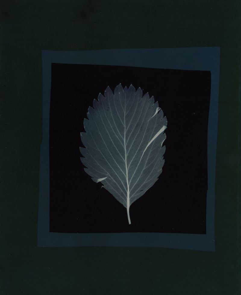 Nino Migliori (1926) Da Herbarium, 1974  - Auction Photography - Cambi Casa d'Aste