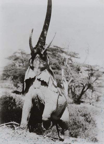 Peter Beard (1938)elephant Reaching For The Last Branch On a Tree, Kenya, 1965, Stampata nel 1983
