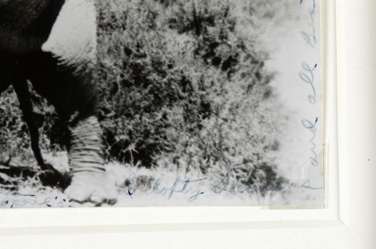 Peter Beard (1938)elephant Reaching For The Last Branch On a Tree, Kenya, 1965, Stampata nel 1983