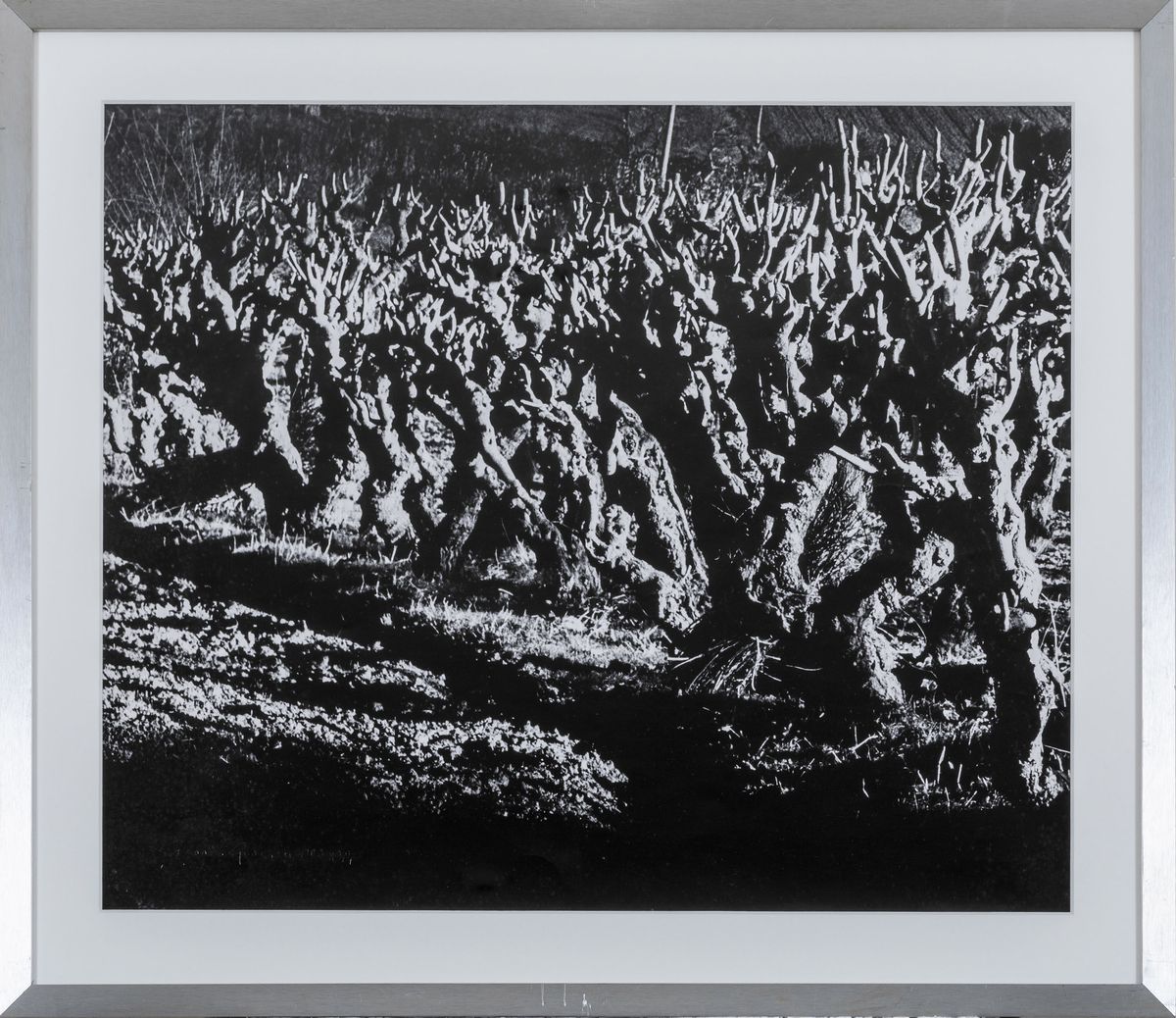 Mario Giacomelli (1925-2000)senza Titolo, 1977