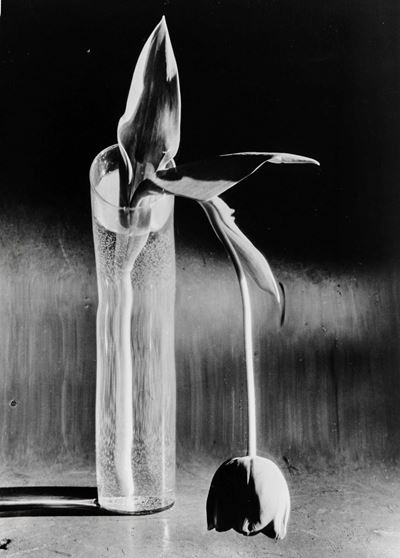 André Kertész (1894-1985)tulipano Malinconico”, New York, 1939
